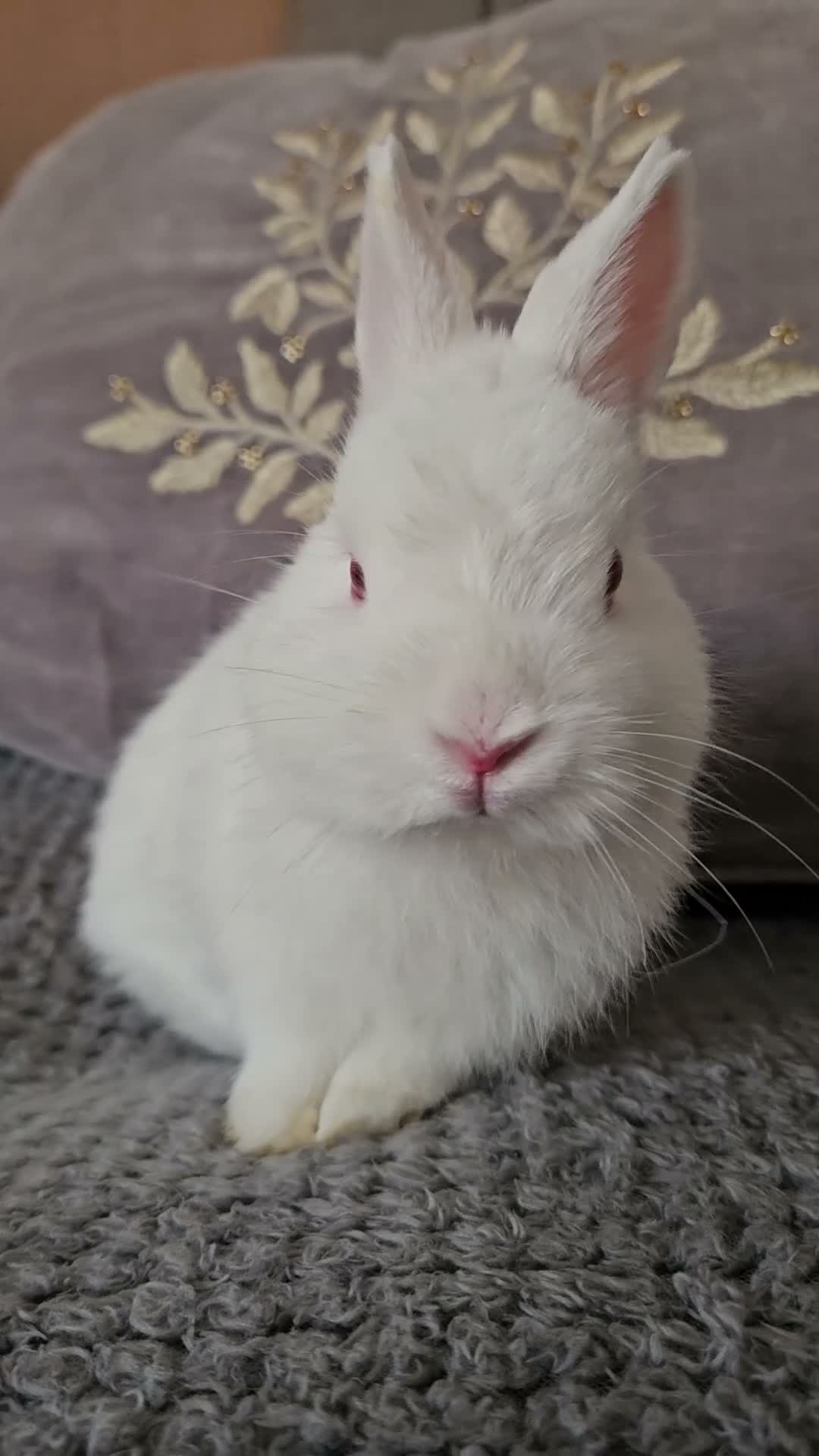 Netherland Dwarf rabbits for sale: Netherlands dwarf baby's  - Video 1