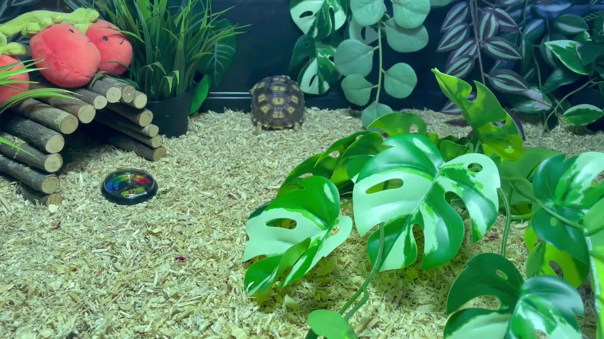 Tortoise reptiles for sale: baby sulcata tortoise  - Video 1