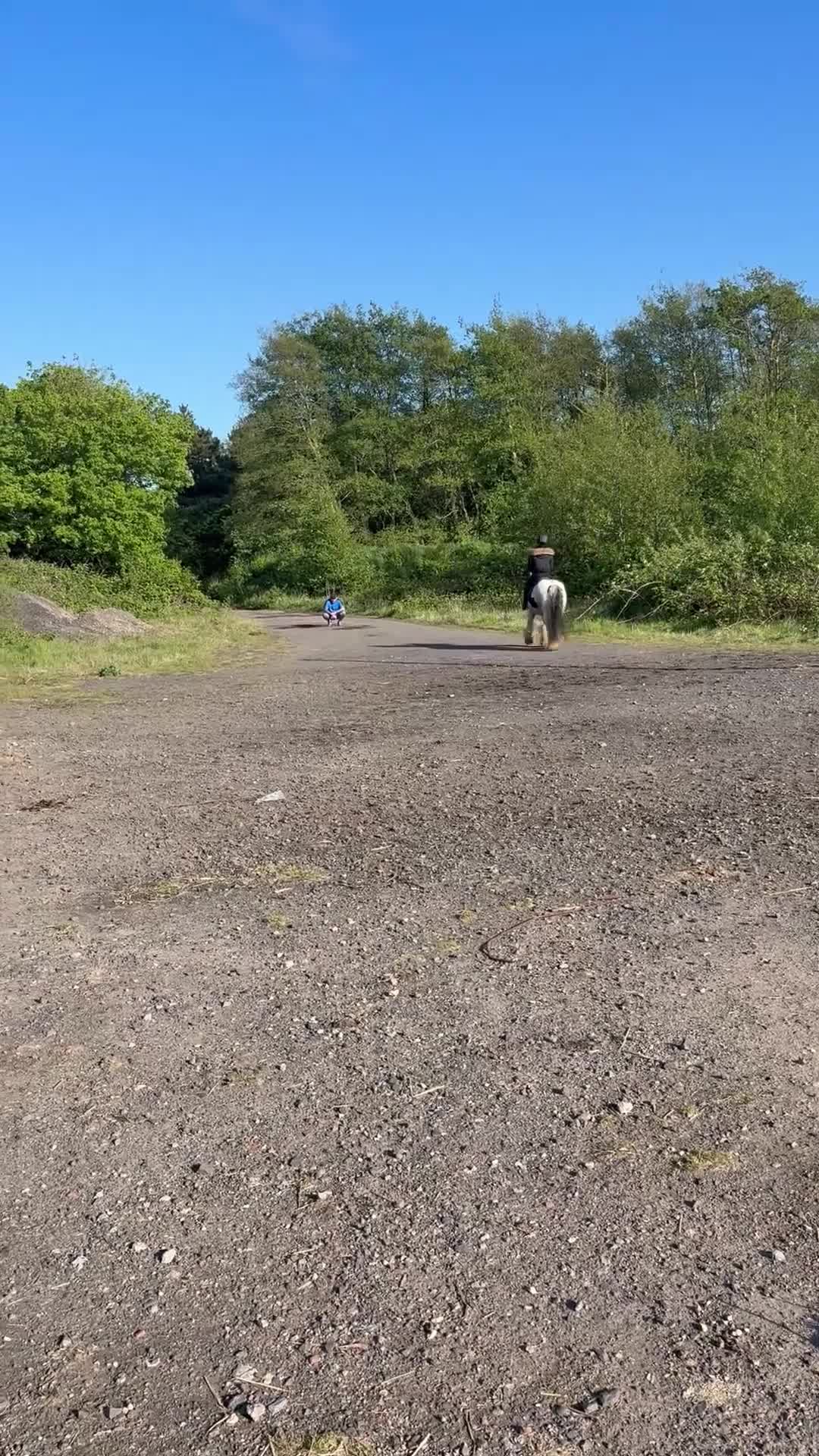 Irish Cob horses for sale: Bella Twix in Newbiggin-by-the-Sea - Video 2