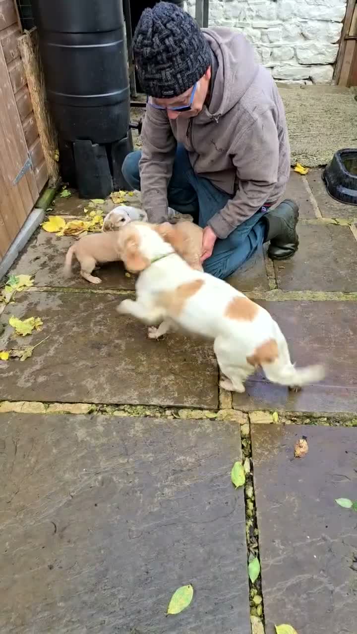 Cocker Spaniel dogs for sale: Sandys last pups,working strain in Skipton - Video 1
