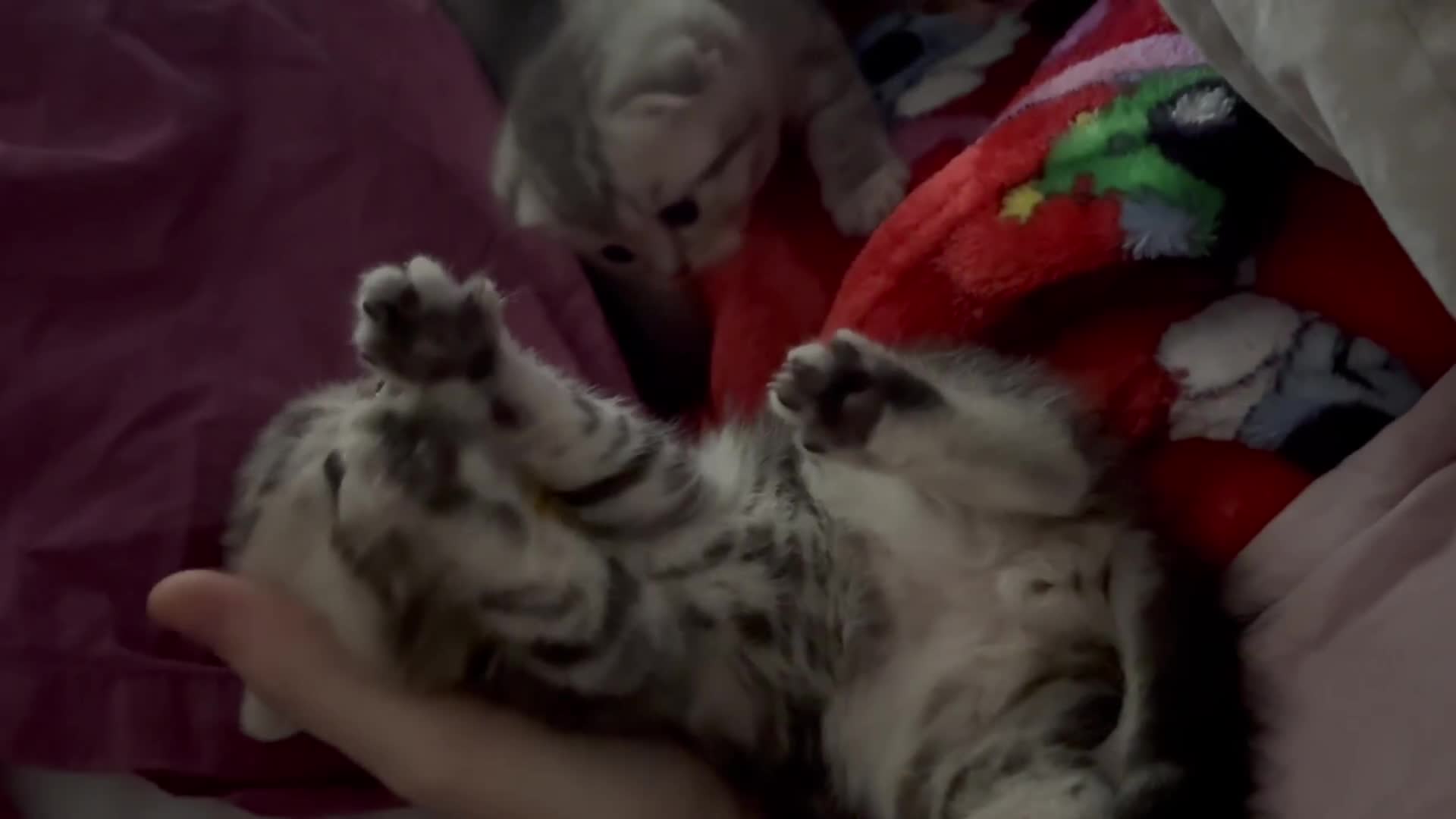Scottish Fold cats for sale: Perfect Scottish fold x BSH kittens! - Video 1