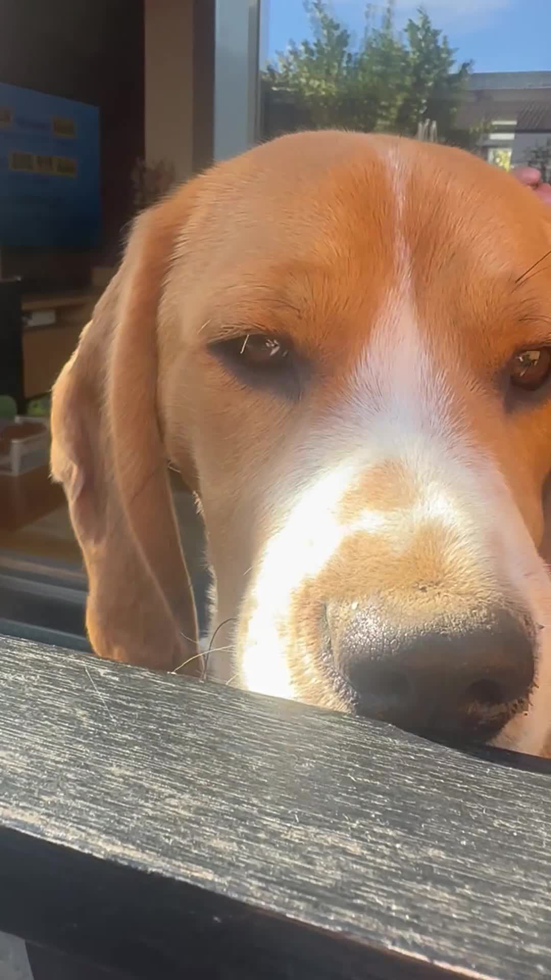 Beagle dogs for sale: 11 months old beagle  - Video 1