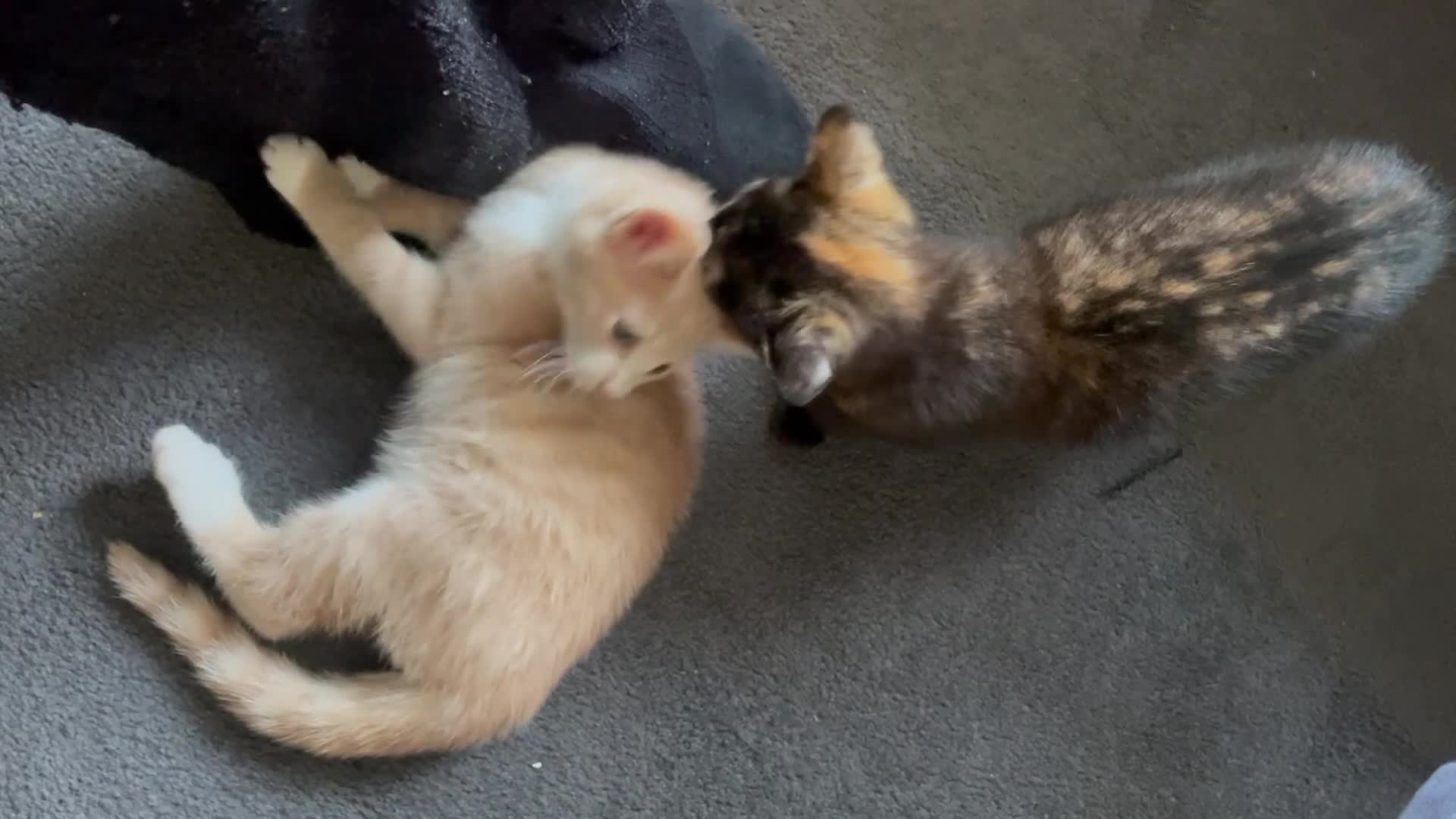 Domestic Shorthair cats for sale: Beautiful kittens are looking for forever homes! - Video 2