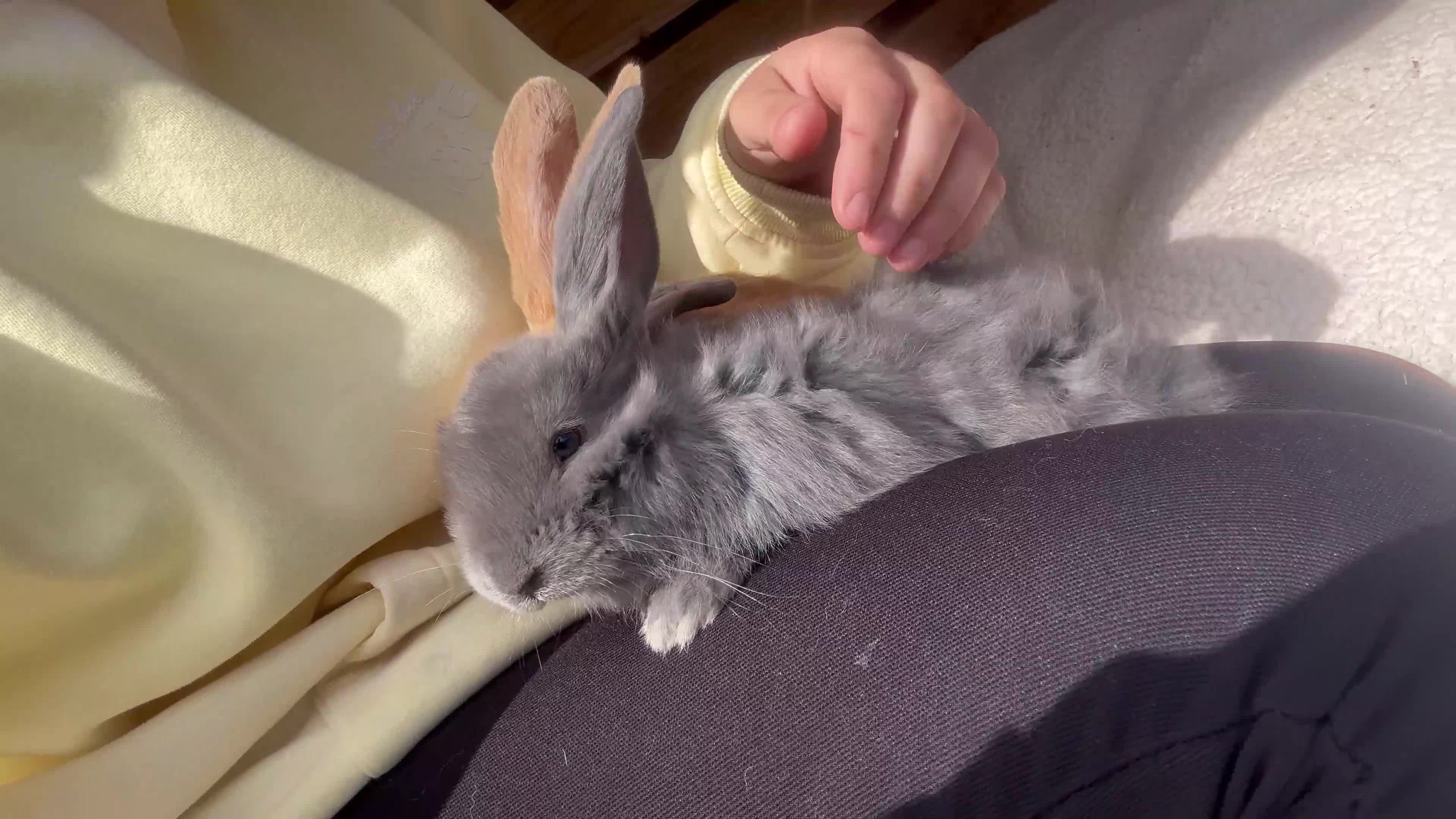 Continental Giant rabbits for sale: CONTINENTAL GIANTS  one female left black & white - Video 2