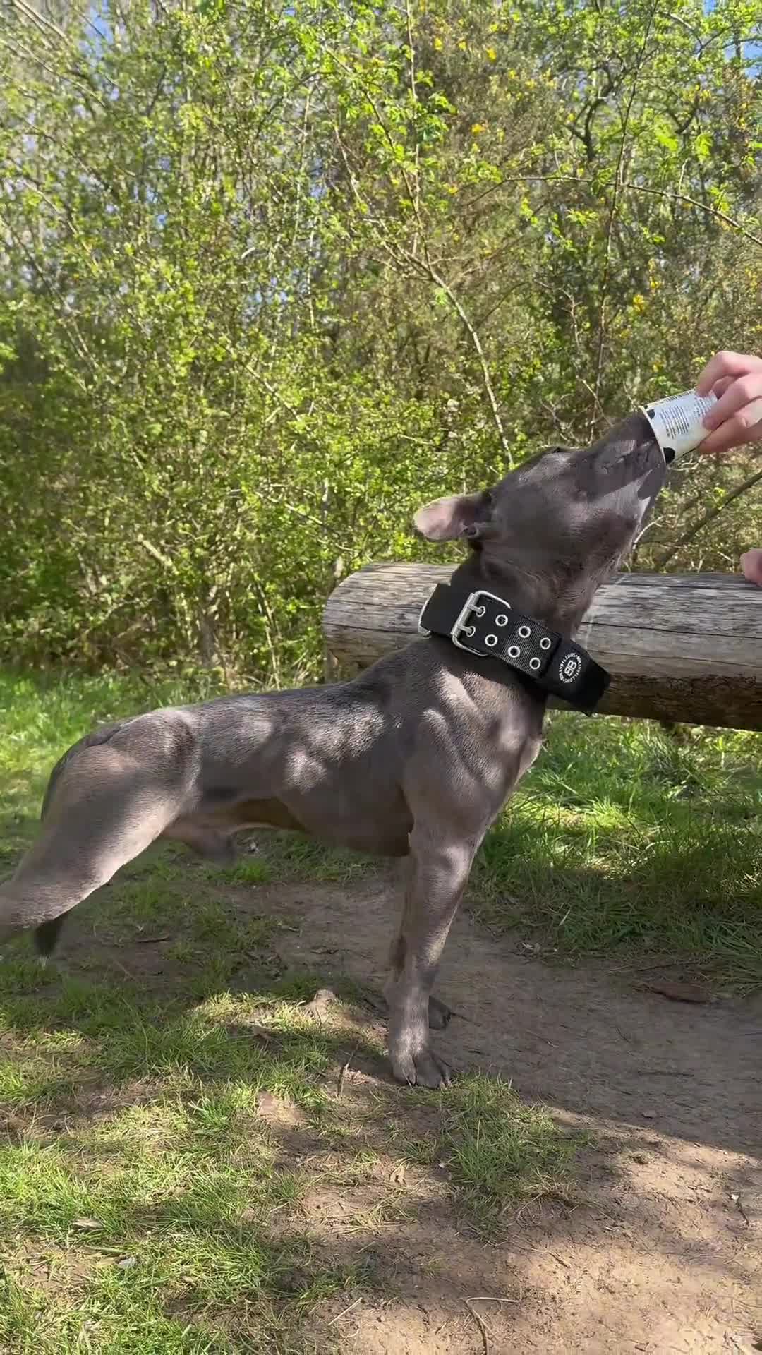 Staffordshire Bull Terrier dogs for stud: BULLET THE STAFFY - Video 1