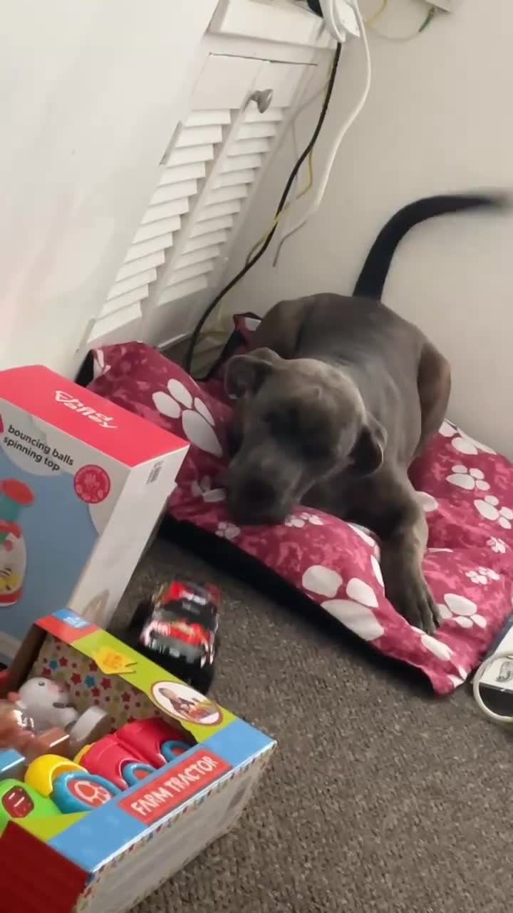 Cane Corso dogs for sale: 8 month old cane corso - Video 1