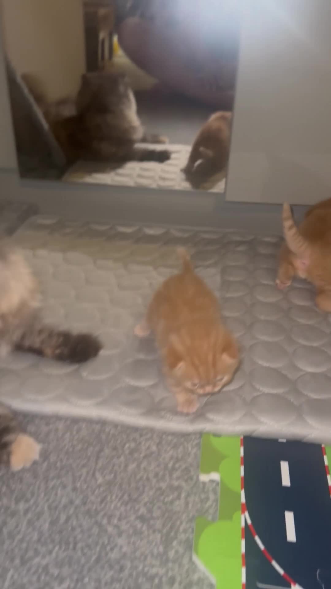 Scottish Fold cats for sale: Scottish fold kittens in Southend-on-Sea - Video 2