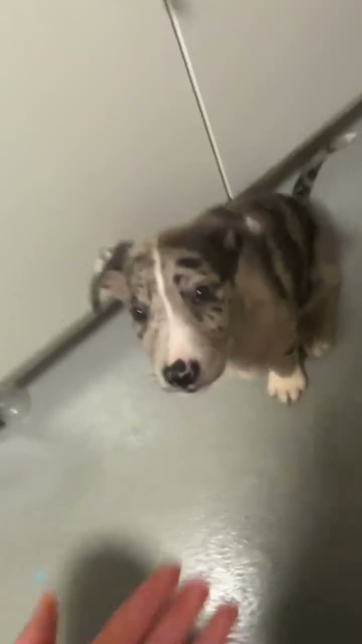 Mixed Breed dogs for sale: Female back available Beautiful unique bullherder  - Video 1