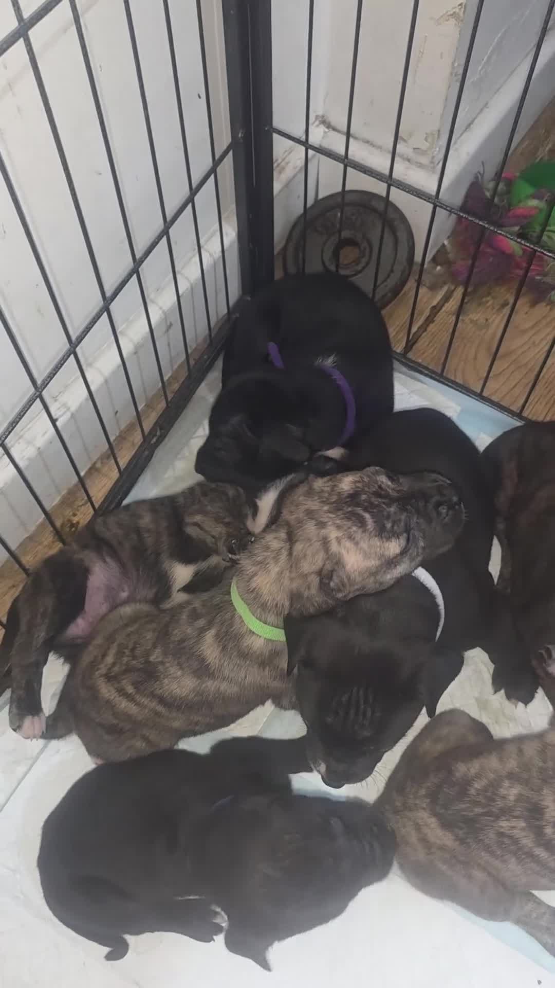 Mixed Breed dogs for sale: Pressa canario x American p bully pups  - Video 1