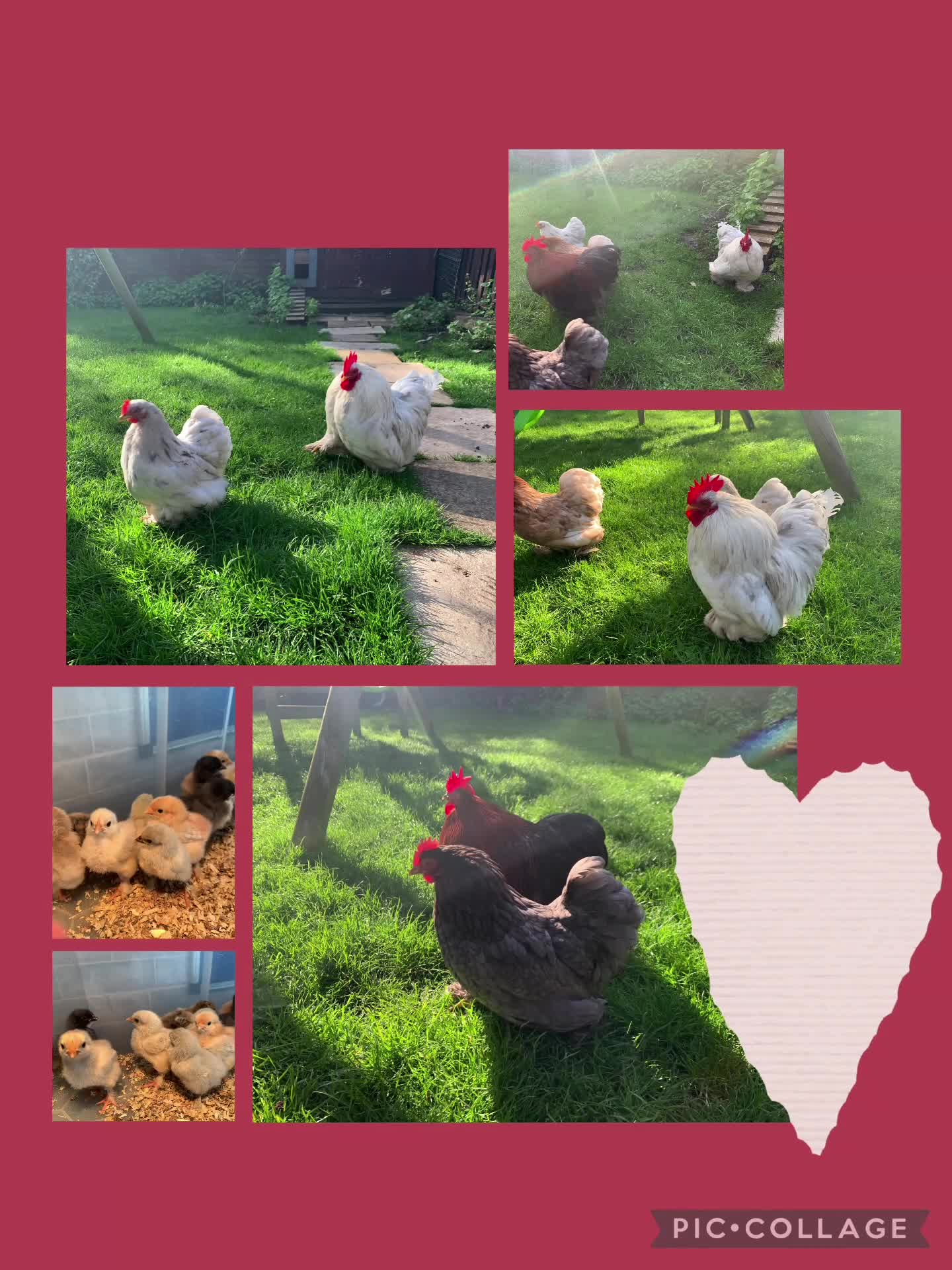 Chickens poultry for sale: Pekin bantams chicks - Video 1