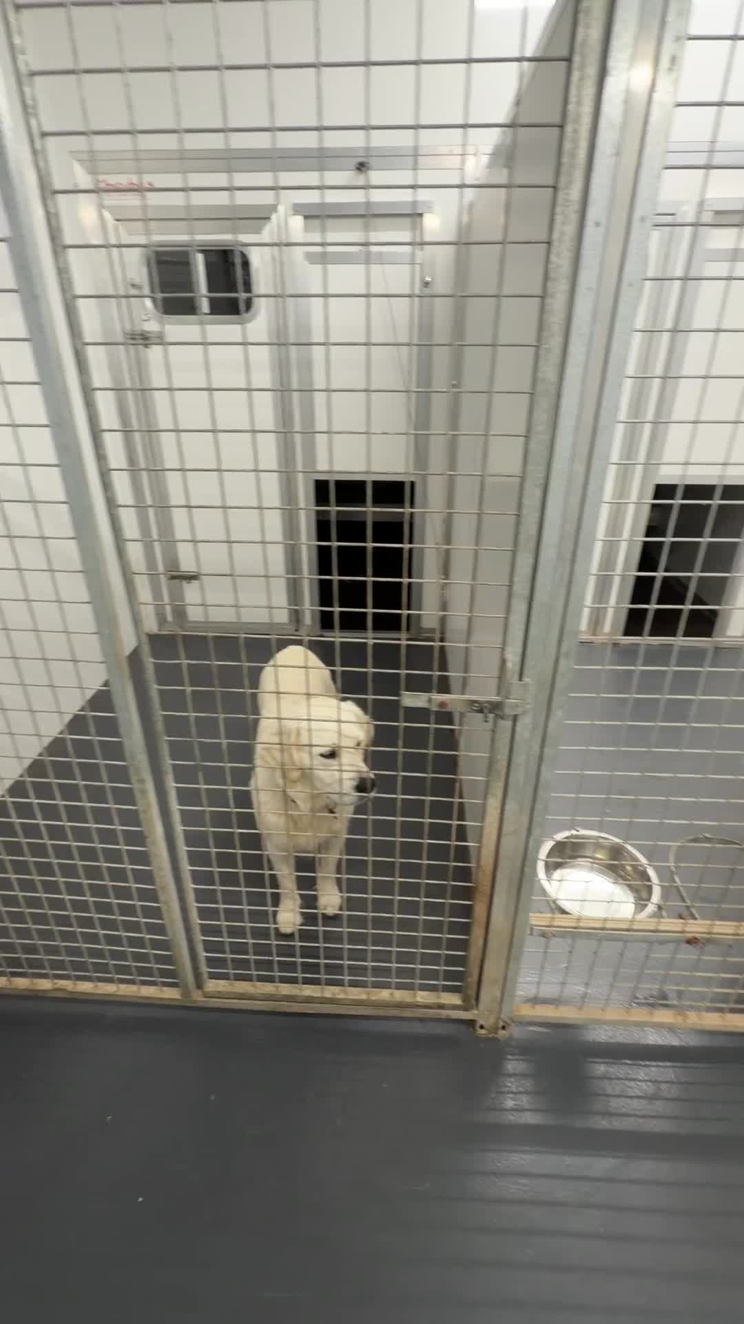 Mini Goldendoodle dogs for sale: F1 Health Tested - POLICE Dog Trainer / 5* BREEDER - Video 2