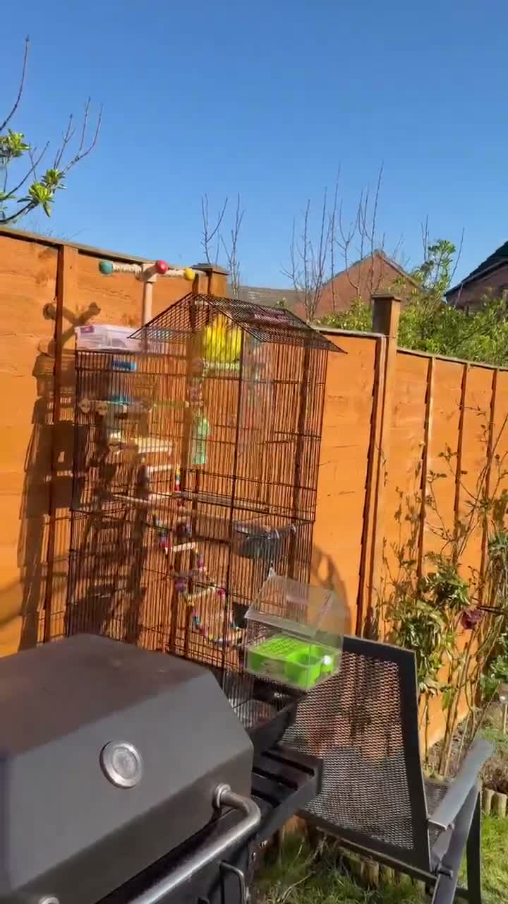 Lovebirds birds for sale: Beautiful Bonded Tame Pair of Lovebirds 1 year old - Video 2