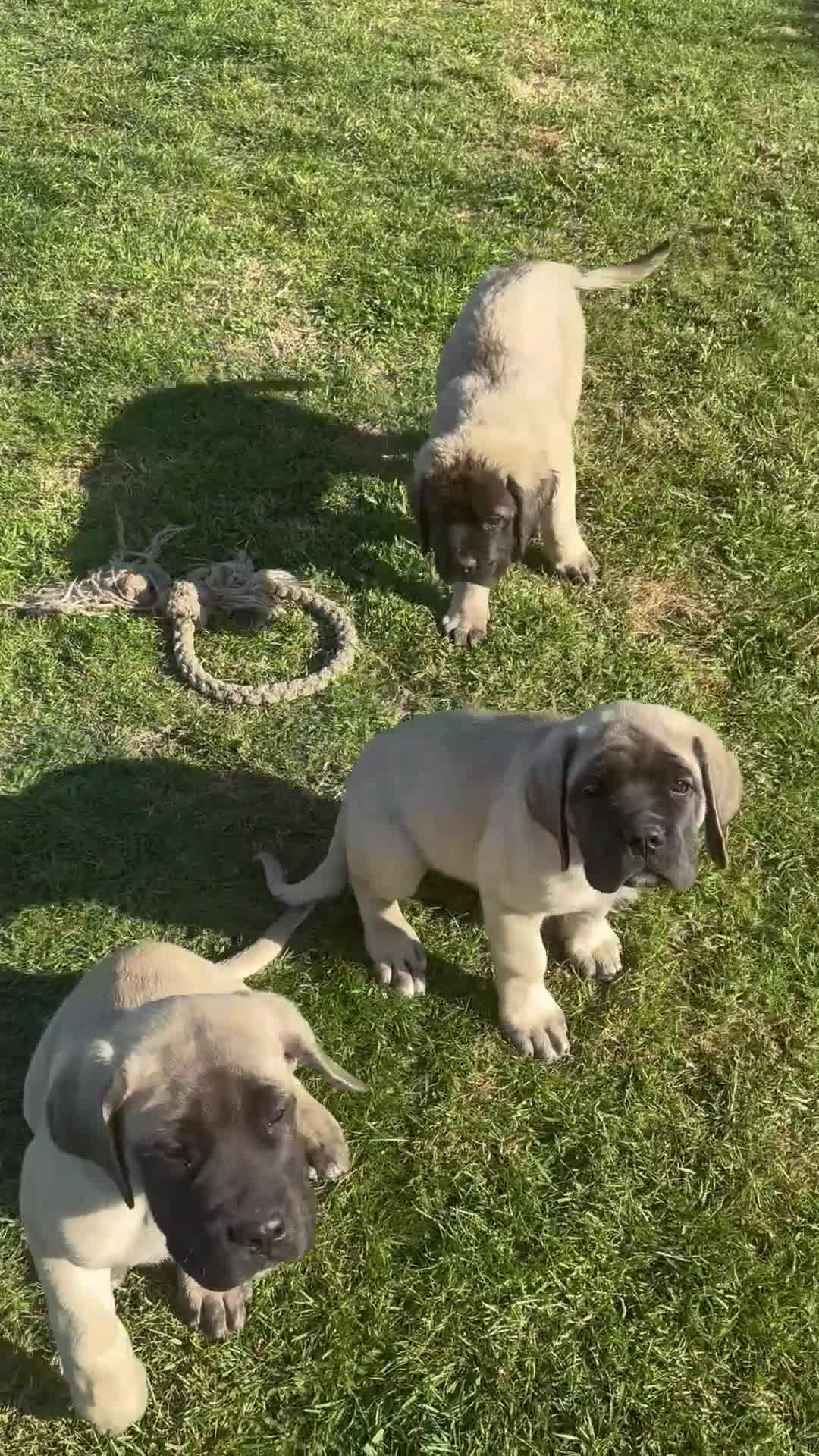 Mastiff dogs for sale: Kc reg old Ellis’s mastiff puppies - Video 1