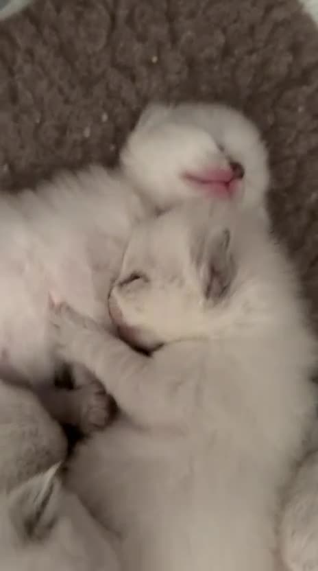 Ragdoll cats for sale: Beautiful GCCF Ragdoll Kittens  - Video 1