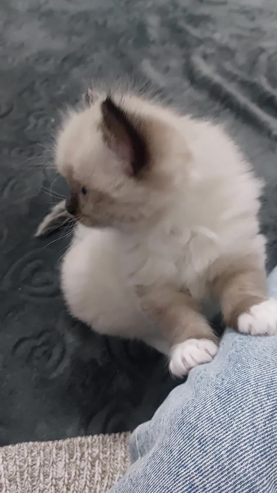 Ragdoll cats for sale: Two gorgeous rag dolls Girl and boy 😺😸 in Leicester - Video 1