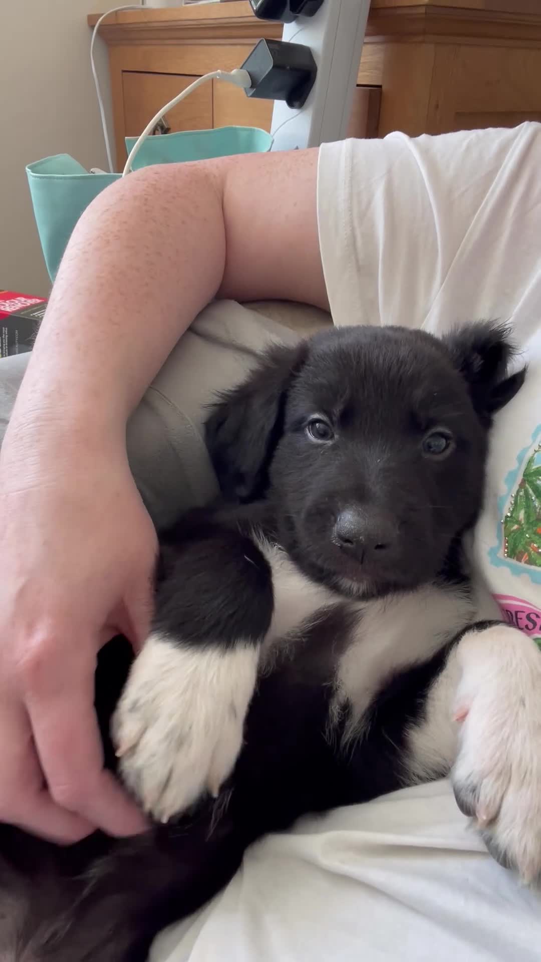 Mixed Breed dogs for sale: LAST ONE Beautiful mixed breed. DNA profile added - Video 1