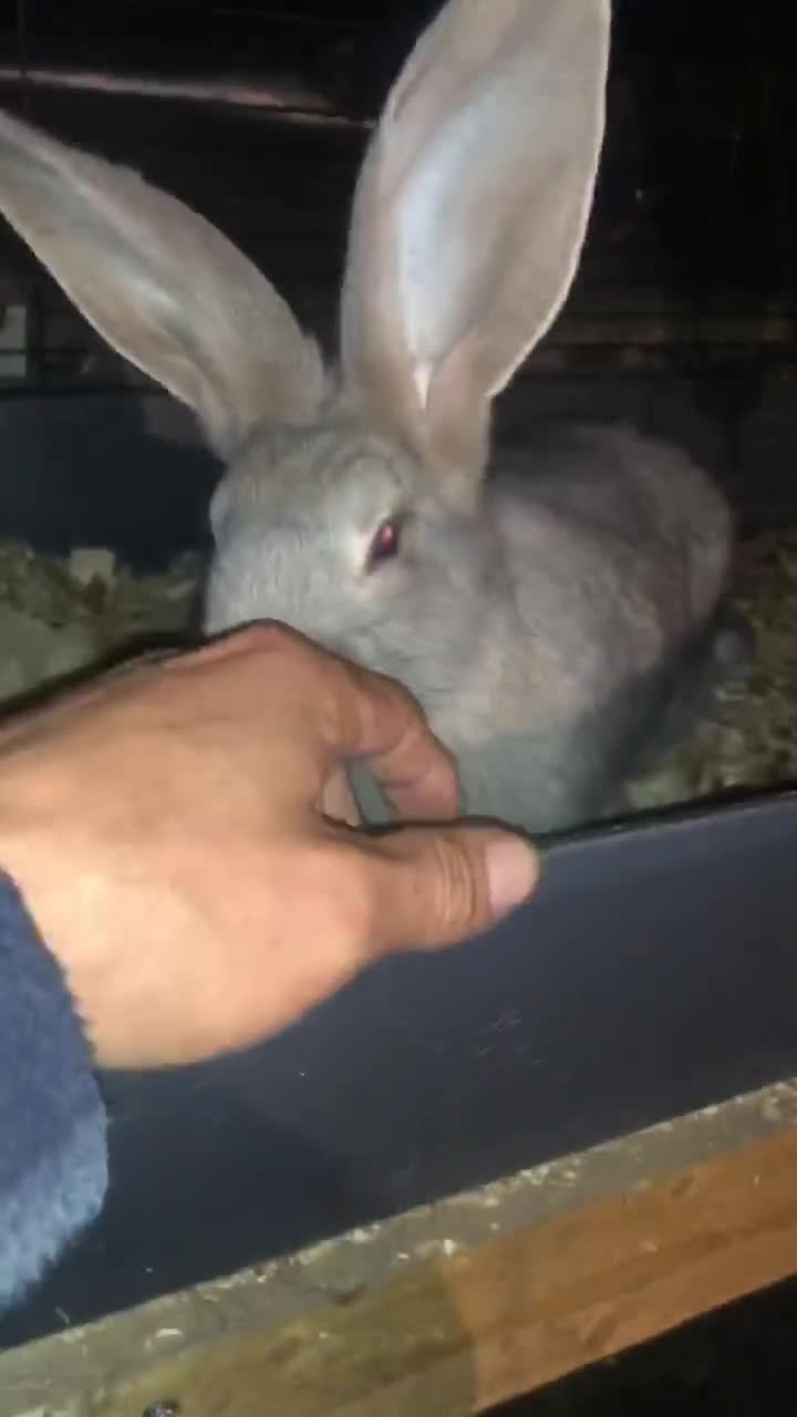 Continental Giant rabbits for sale: Continental giants  - Video 1