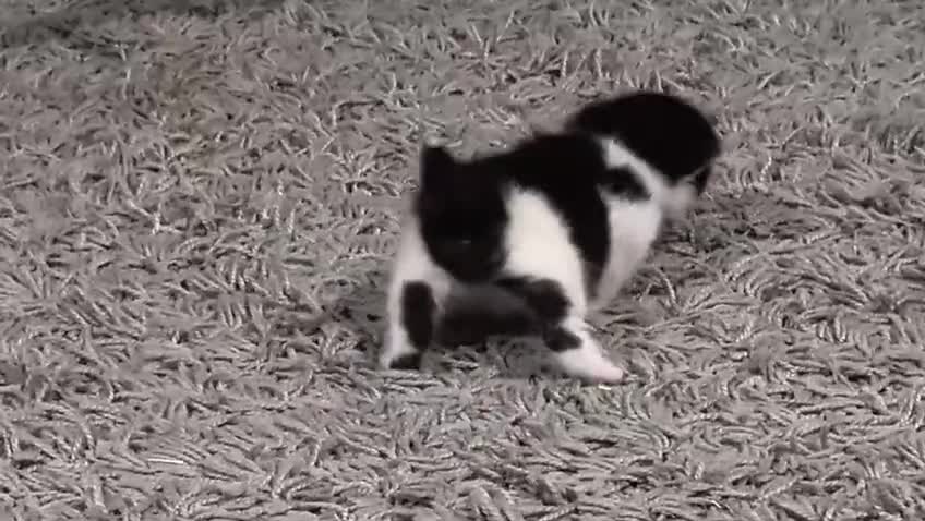 Domestic Shorthair cats for sale: Cute little black and white kitten - Video 1