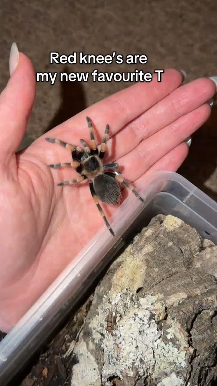 Tarantulas invertebrates for sale: Brachypelma Hamorii Tarantula!  in Radstock - Video 1