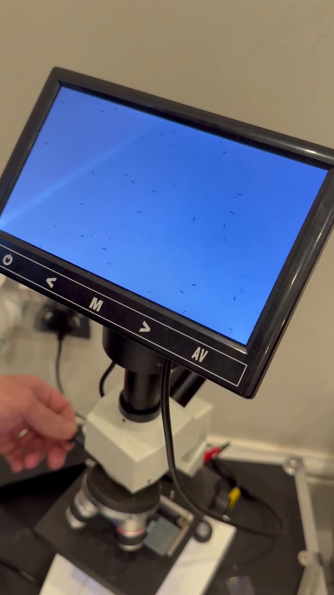 Chow Chow dogs for stud: Kennel club registered chow chow  - Video 1