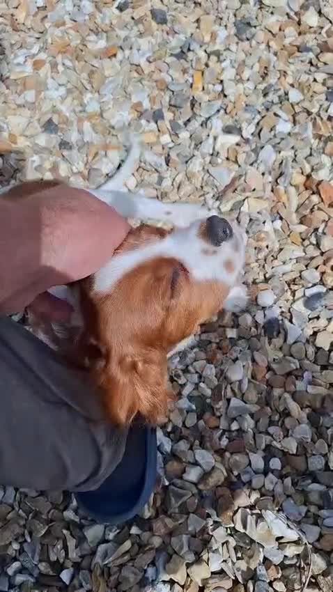 King Charles Spaniel dogs for sale: Pure bred king Charles last boy Blenheim ♥️ - Video 1