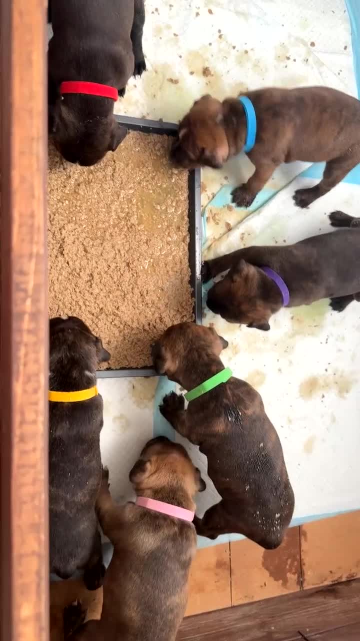 Staffordshire Bull Terrier dogs for sale: Staffordshire Bull Terrier Puppies - Video 5