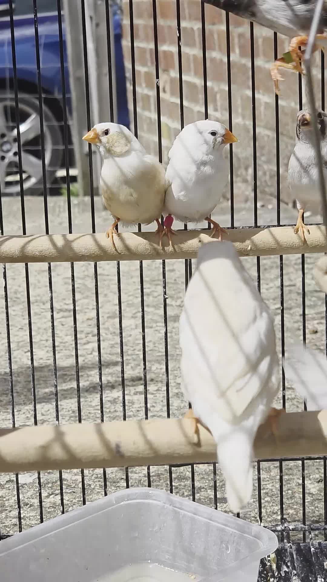 Finches birds for sale: Mixed 5 month old Zebra finch - Video 1