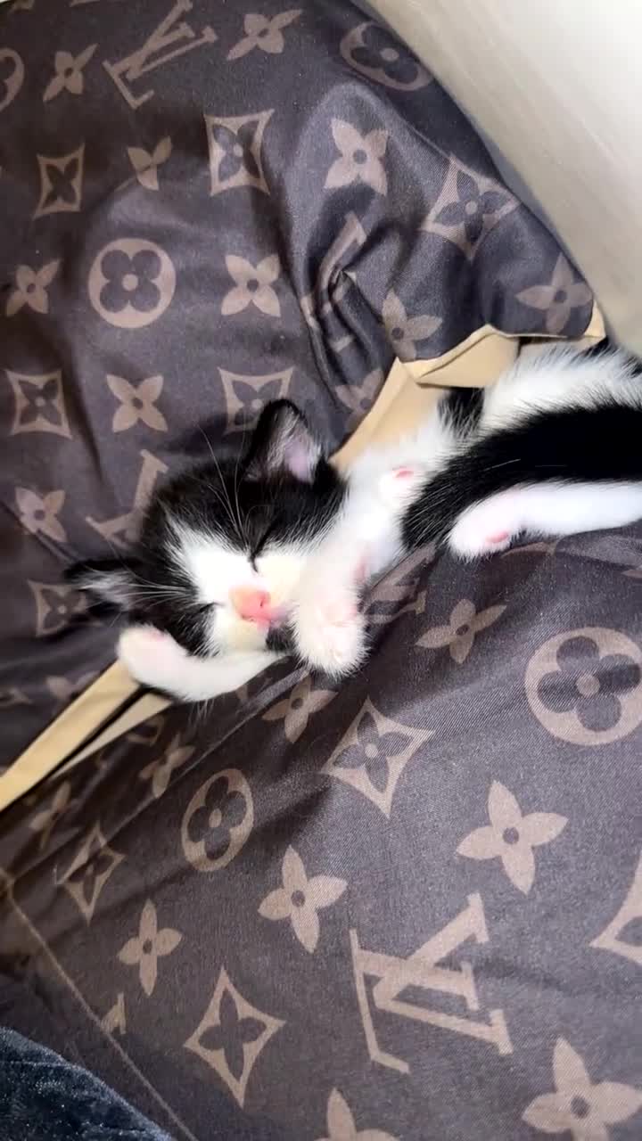 European cats for sale: 🐱 The 6 Kittens — all lovely blue eyes in Bradford - Video 1