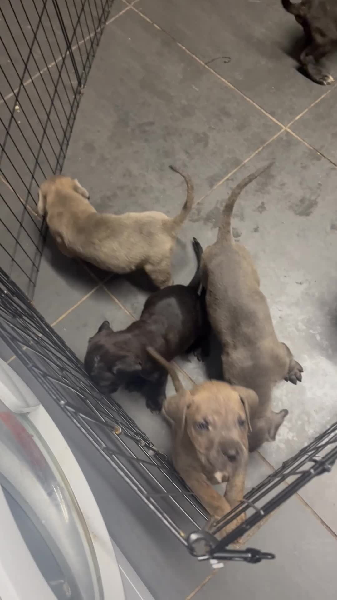 Cane Corso dogs for sale: Cane corso puppies - Video 2