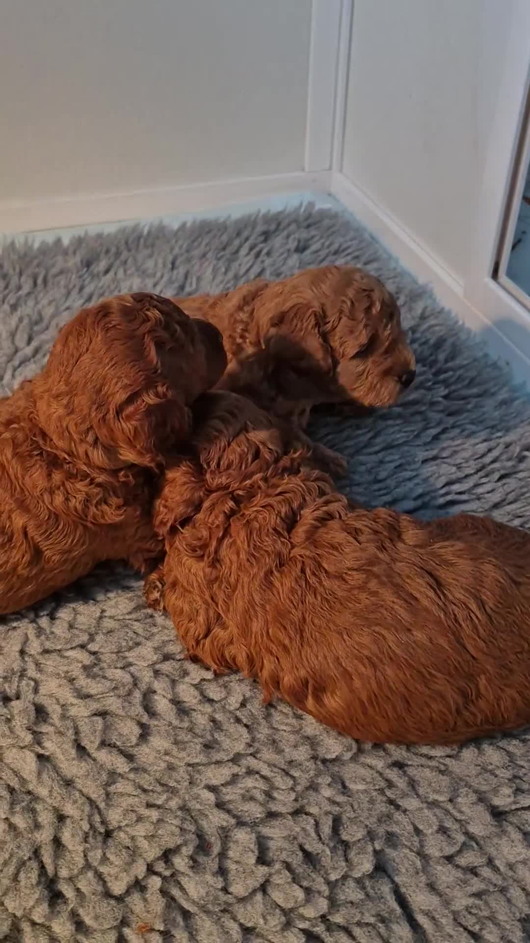 Miniature Poodle dogs for sale: GORGEOUS 💕Red Miniature Poodle Puppies  - Video 1