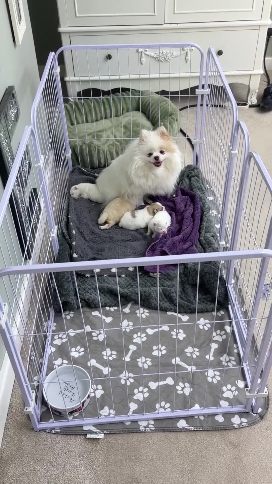 Pomeranian dogs for sale: Pomeranian puppies double coat Kc registered  - Video 2