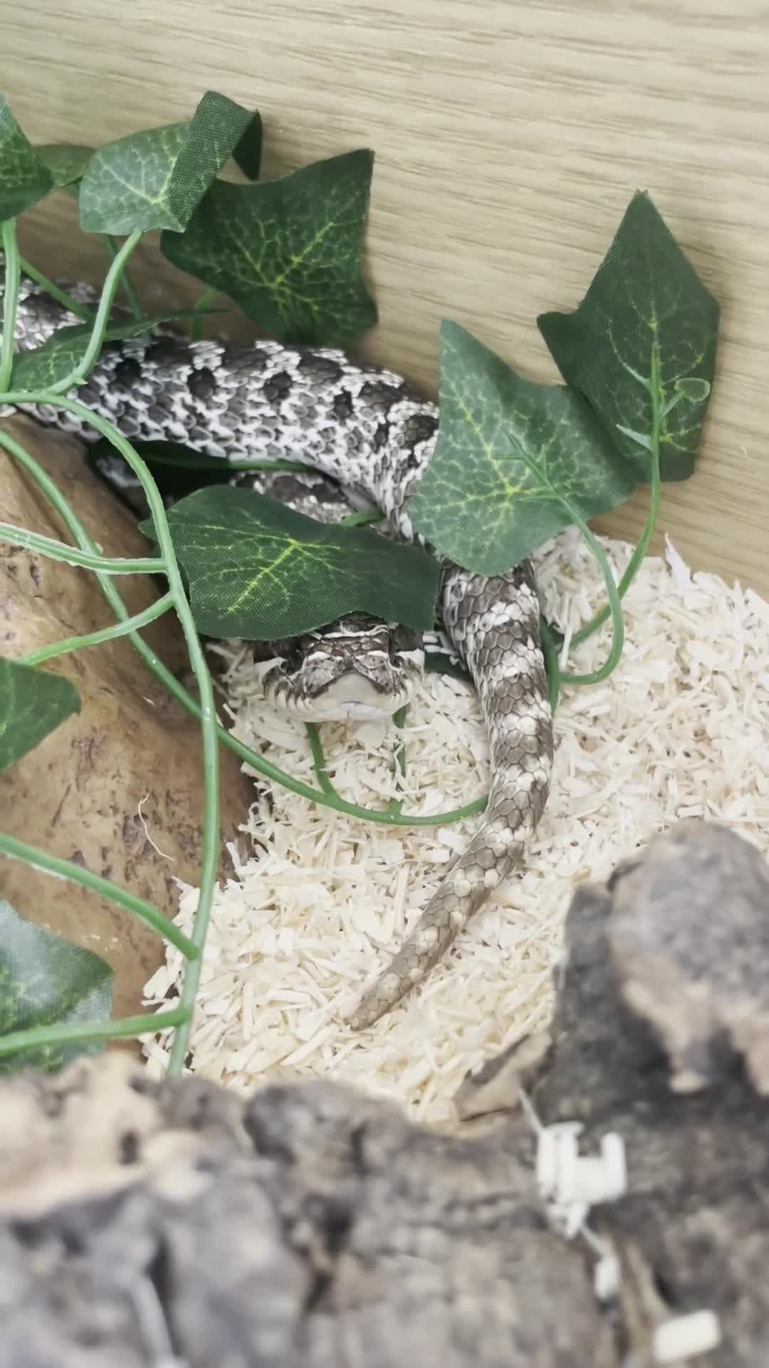 Snake reptiles for sale: Male Hognose Snake - Video 1