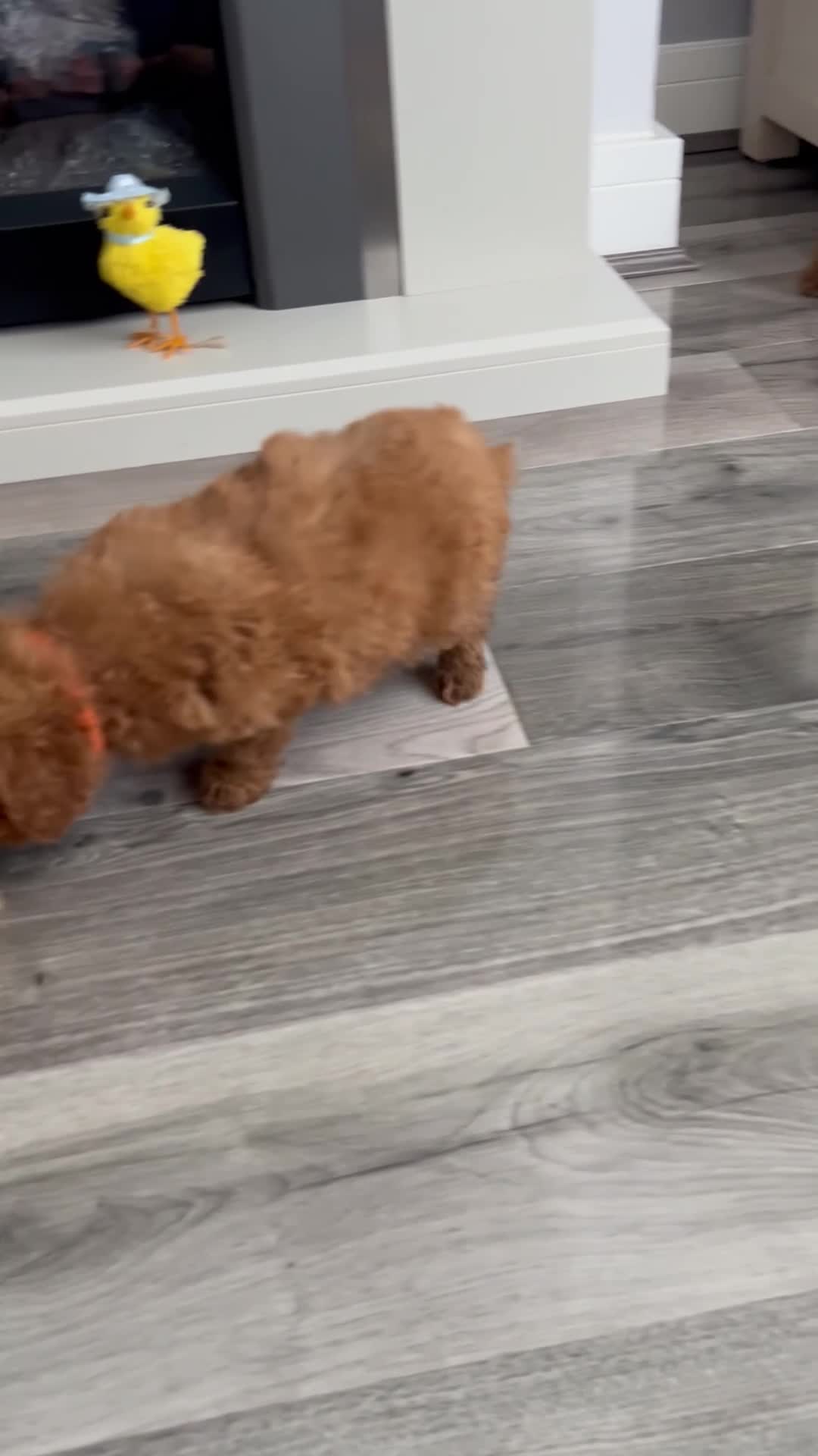 Maltipoo dogs for sale: Tiny Toy Maltipoo puppies - Video 2