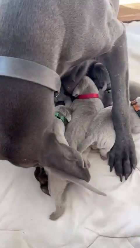 Weimaraner dogs for sale: M & F BLUE and SILVER KC proven bloodline.  - Video 1