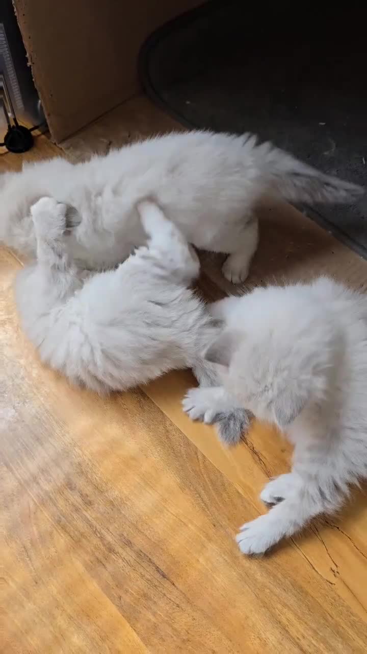 Siberian cats for sale: 4 Siberian Neva Masquerade kittens for seal - Video 1