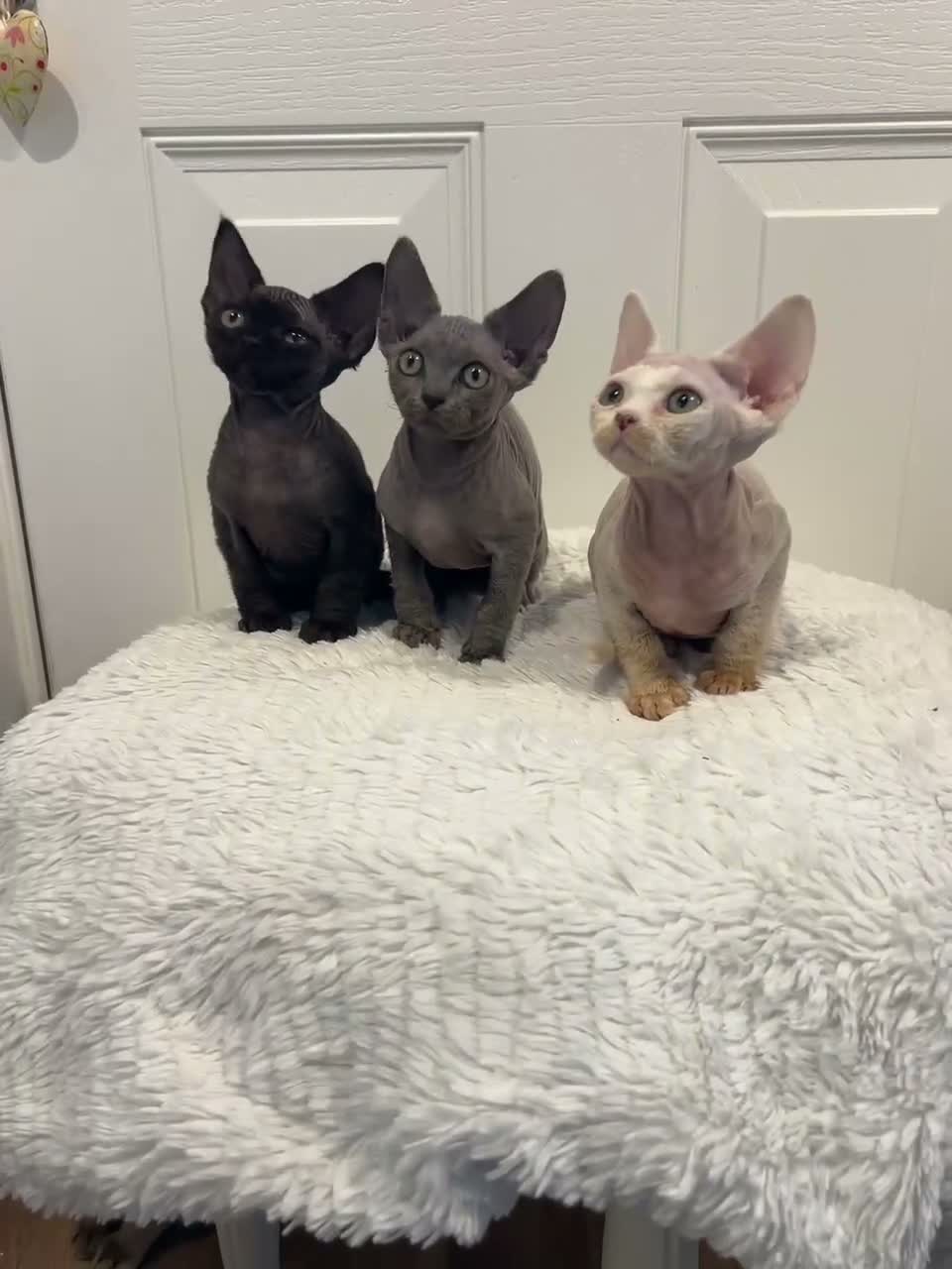 Devon Rex cats for sale: Fife reg Devon Rex kittens  - Video 1