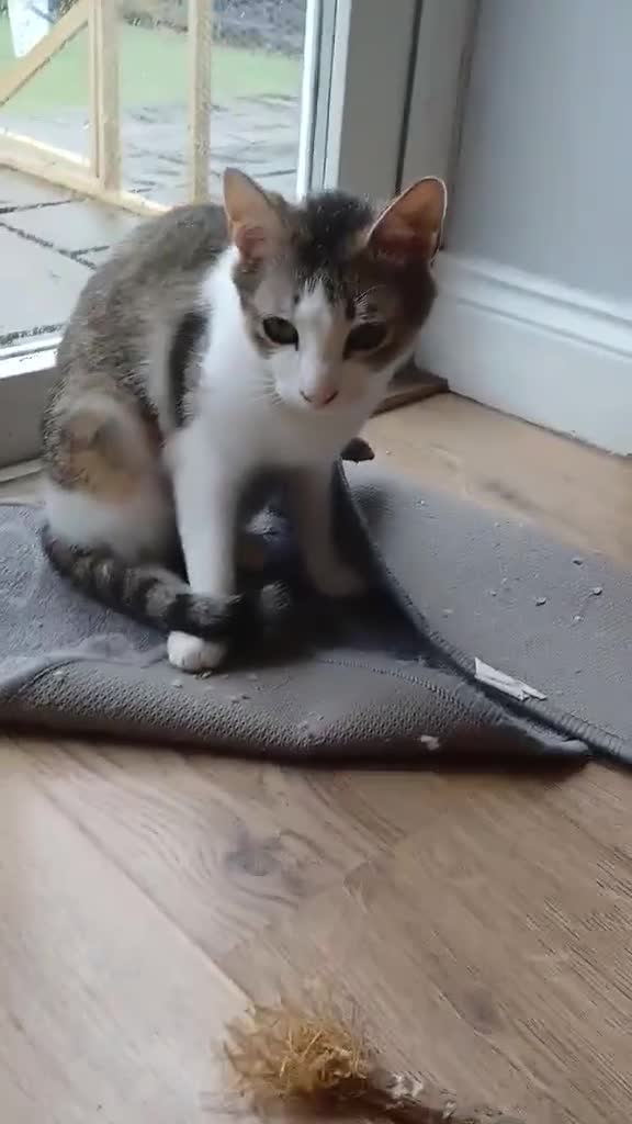 Mixed Breed cats for adoption: Galaxy for adoption in Waterlooville - Video 2