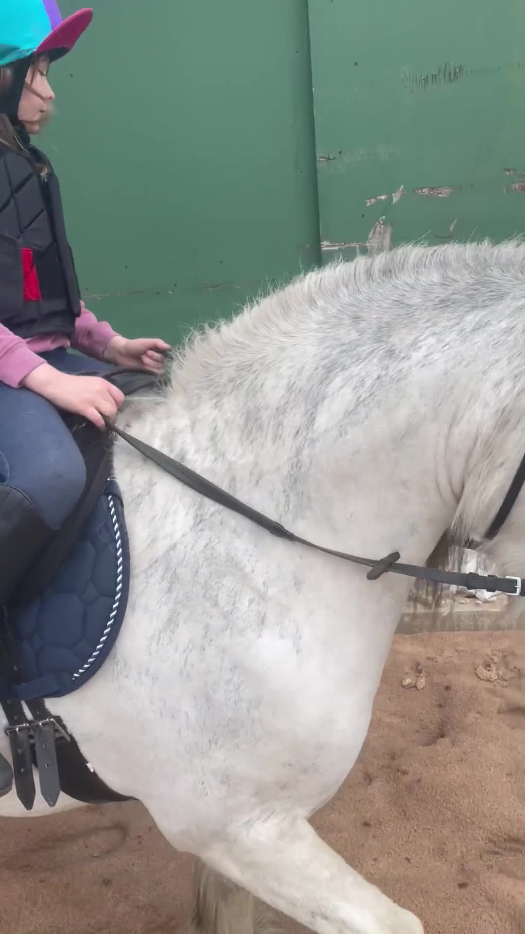 Irish Cob horses for sale: 12.3 Cob Pony - Video 2