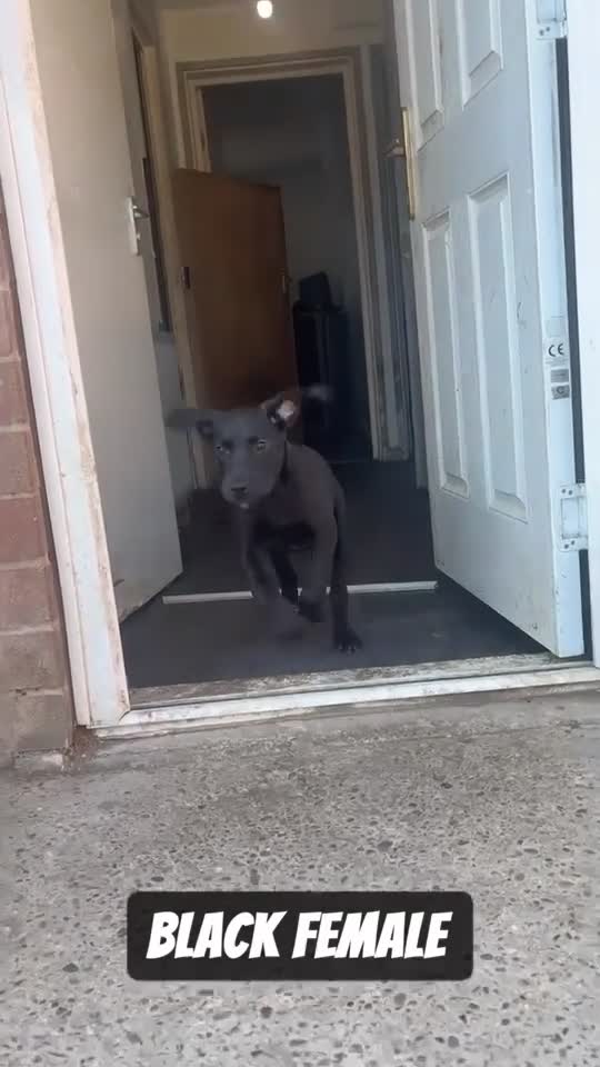 Presa Canario dogs for sale: Pressa canario pups - Video 2
