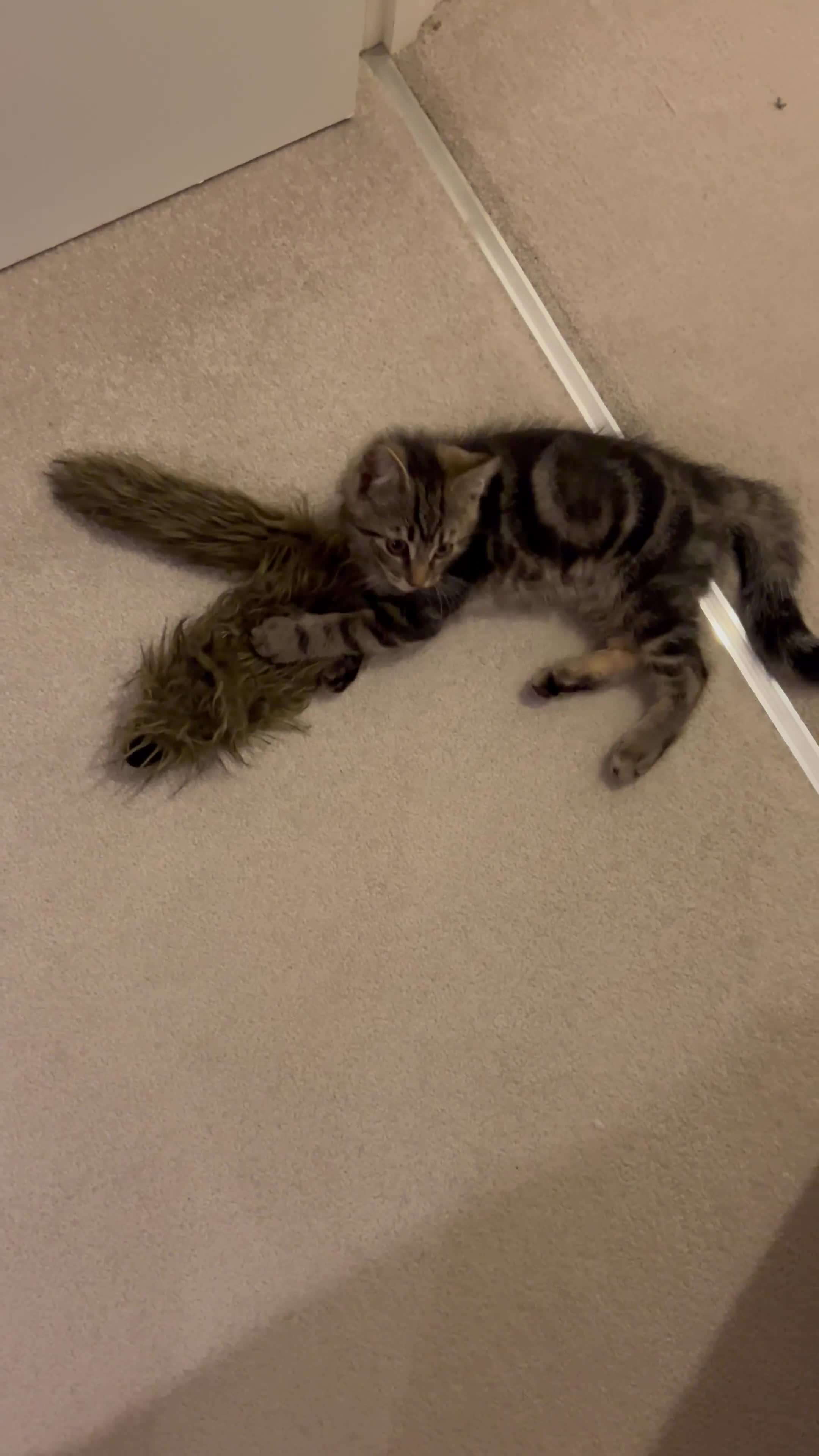 American Shorthair cats for sale: Amazing playful boy is looking for a loving family - Video 2