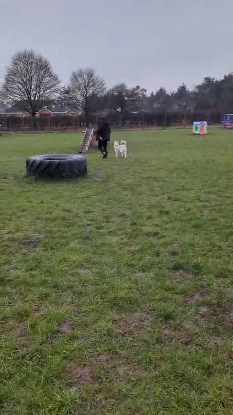 Mixed Breed dogs for sale: From Heartbreak to Hope: Meet Your New Best Friend - Video 1