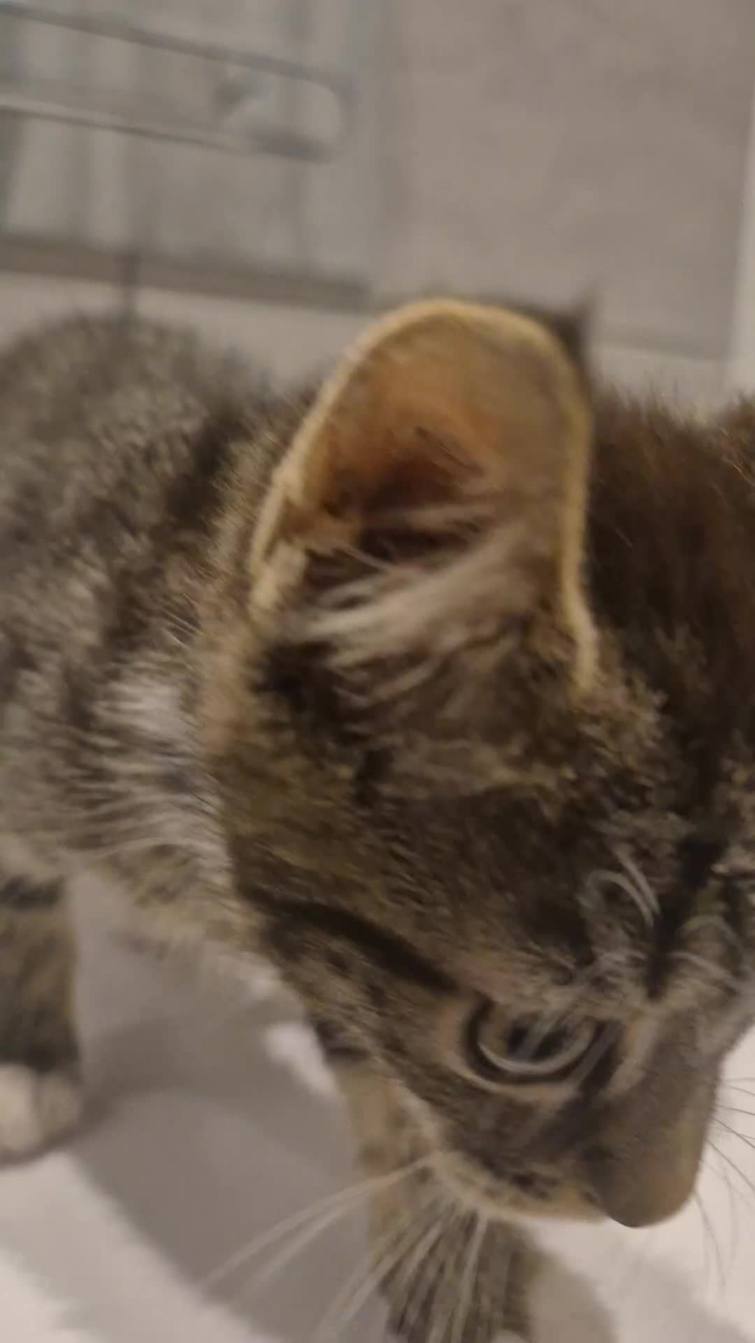 Mixed Breed cats for sale: Tabby ginger, tabby white, half british shorthair - Video 1