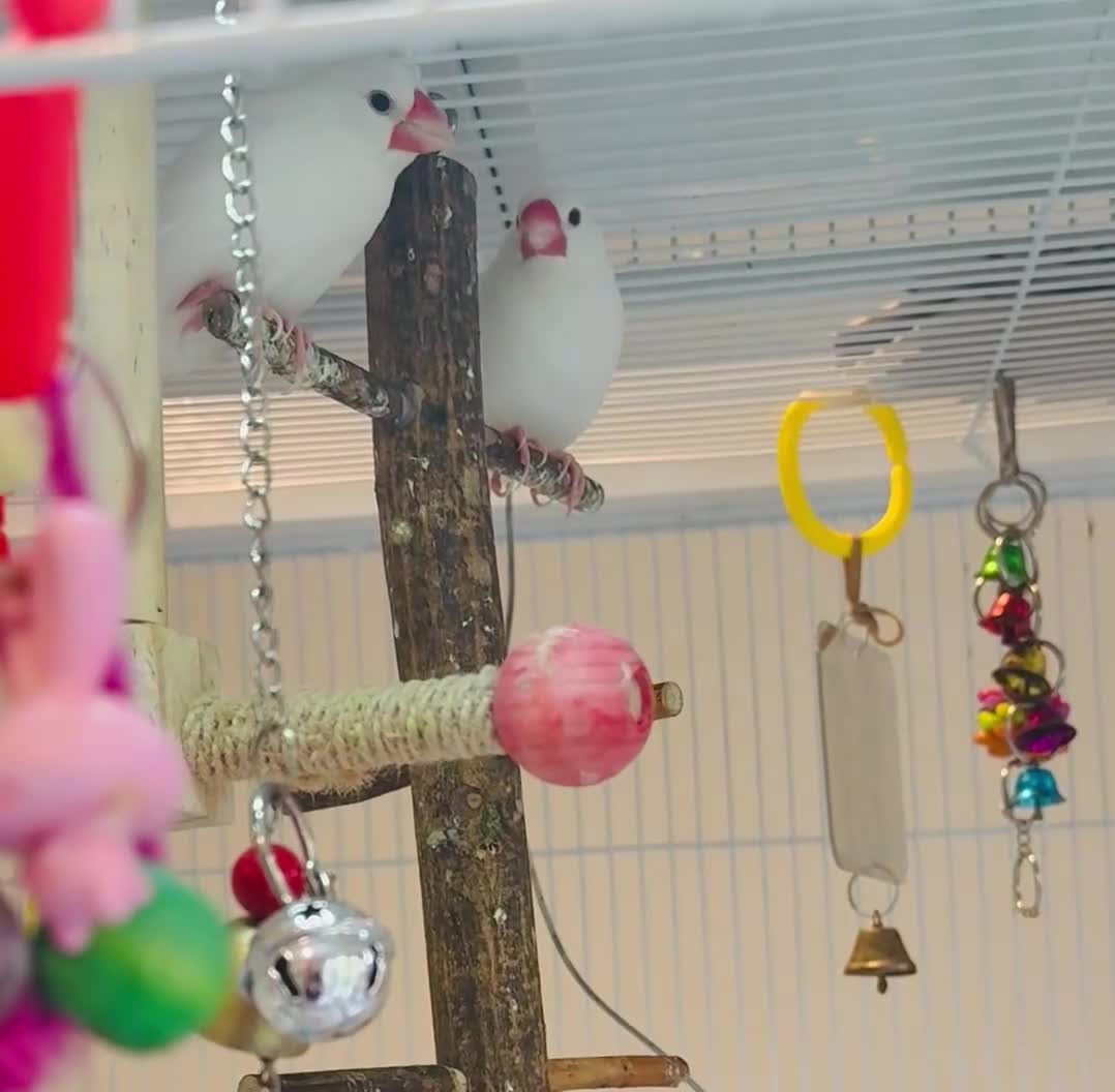 Budgerigars birds for sale: Bonded Pair 6 months old Java white sparrows  - Video 1