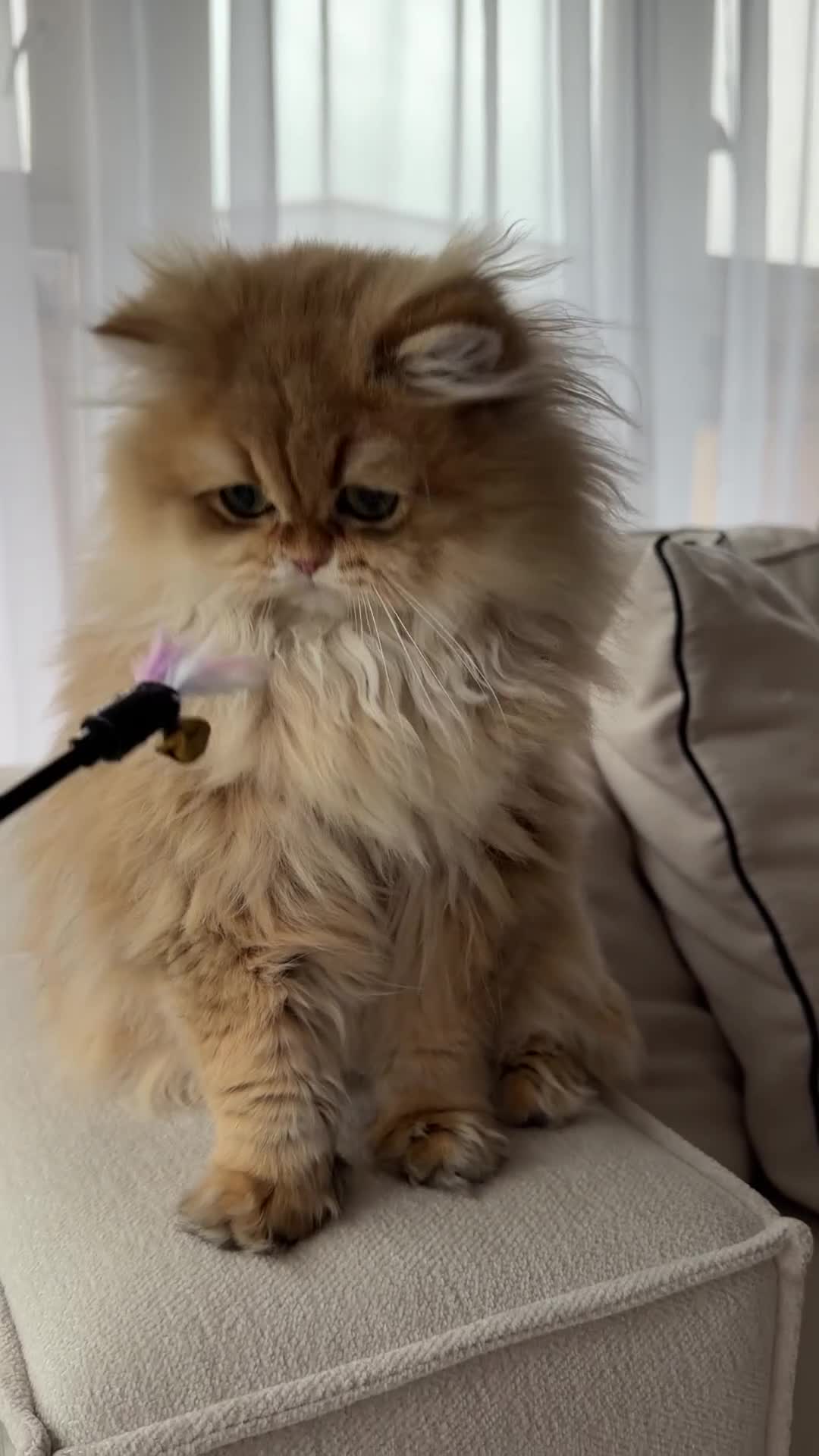 British Longhair cats for sale: Amazing British Longhair Golden kitten - Video 1