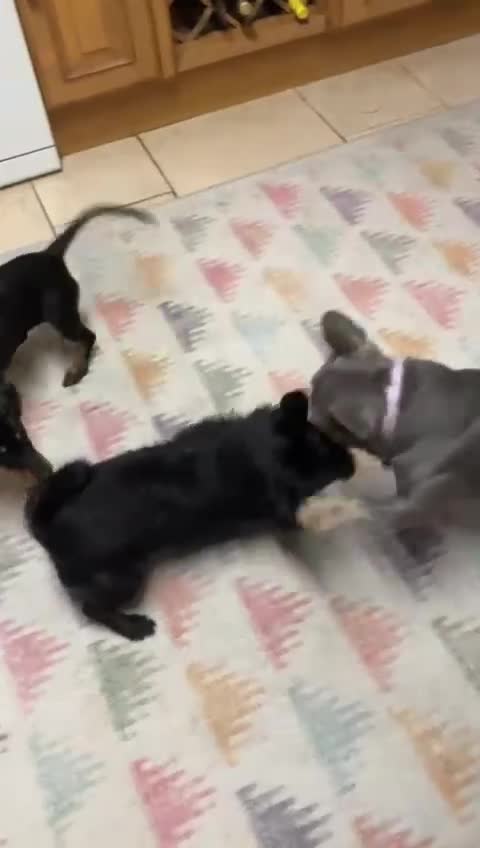 Dachshund dogs for adoption: Darling Suki seeking her forever home - Video 1