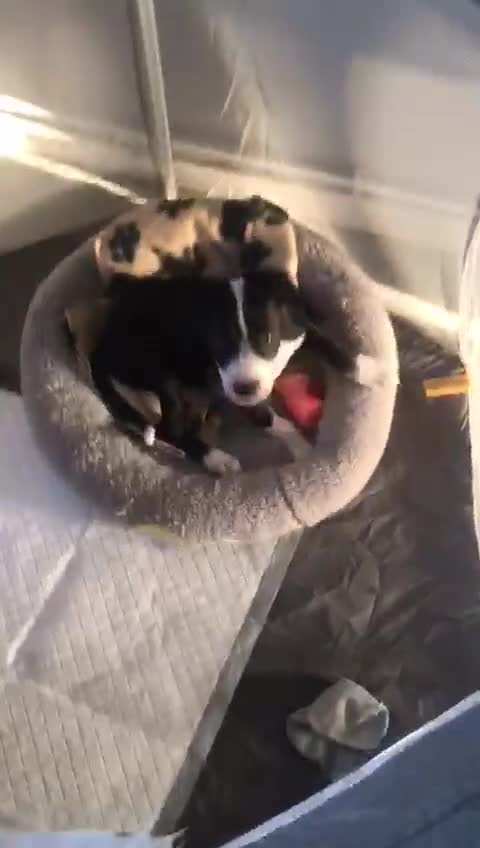 Staffordshire Bull Terrier dogs for sale: Staffordshire bull terrier girl  - Video 1