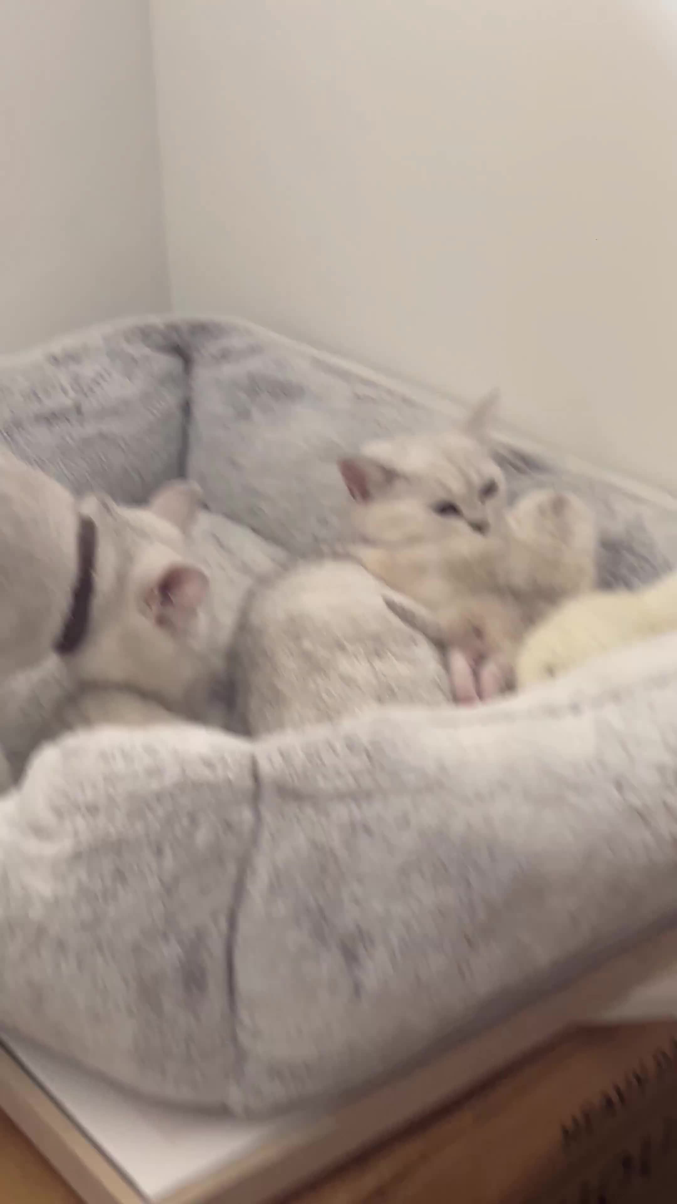 Scottish Fold cats for sale: Scottish Fold  - Video 2