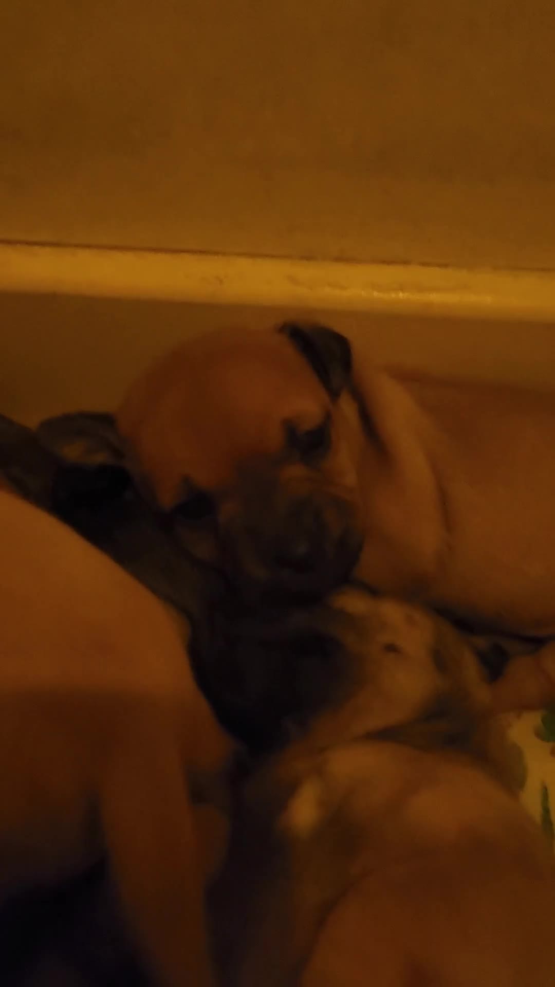 Mixed Breed dogs for sale: Beautiful jackchi puppies  - Video 1