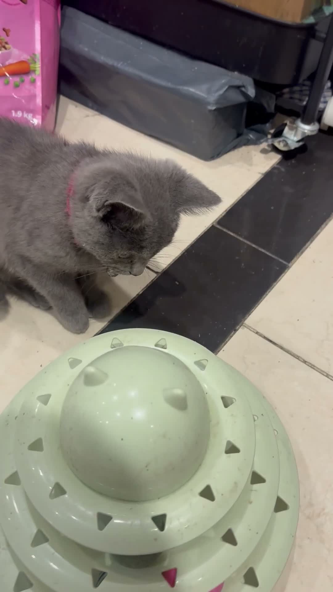 British Shorthair cats for sale: British Shorthair kittens  - Video 2