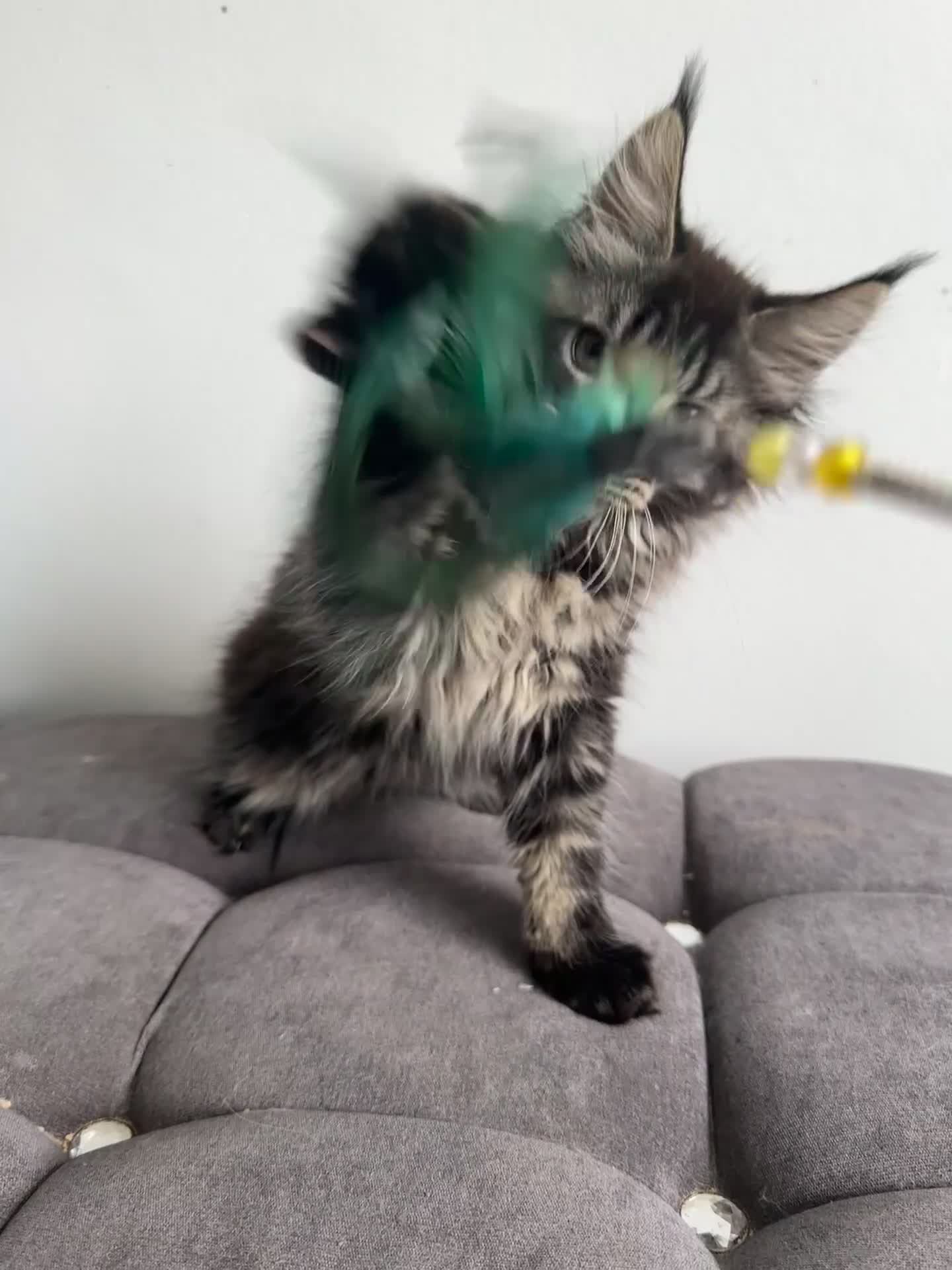 Maine Coon cats for sale: Gorgeous registered Maine coon girl- ready now - Video 1